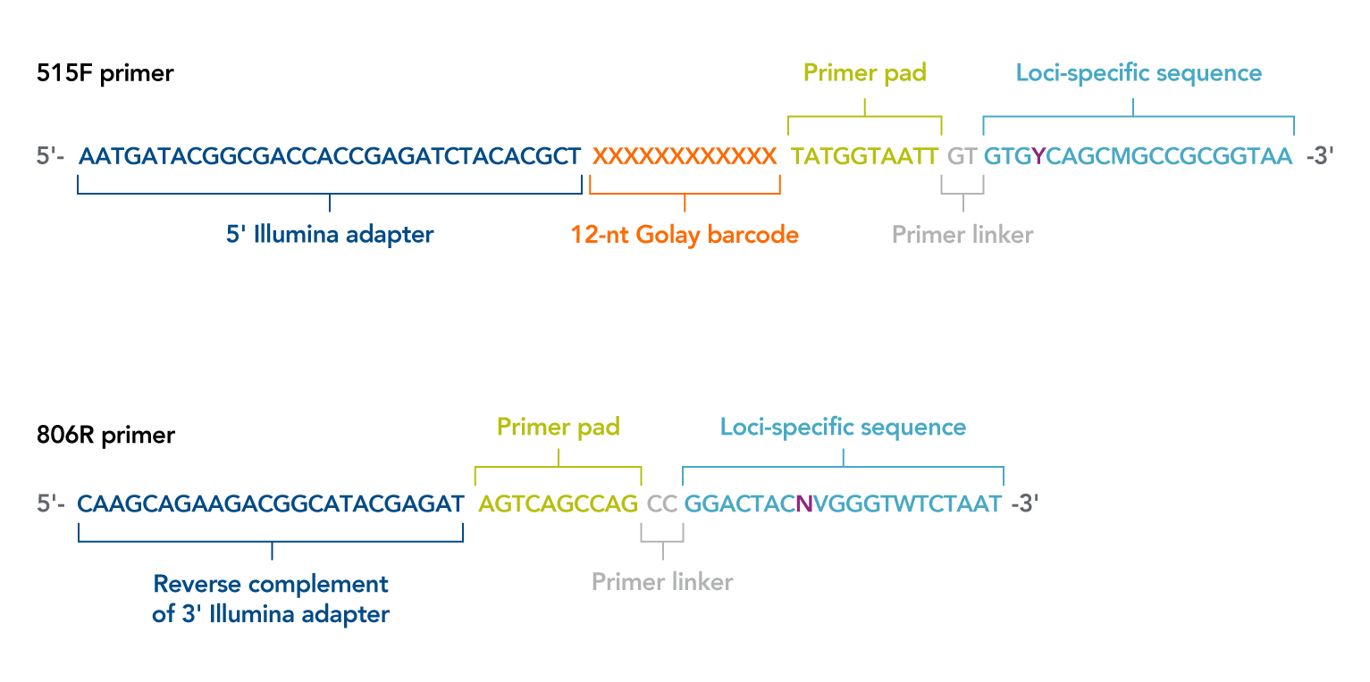 16S rRNA indexed primers amplify phylogenic markers for microbiome