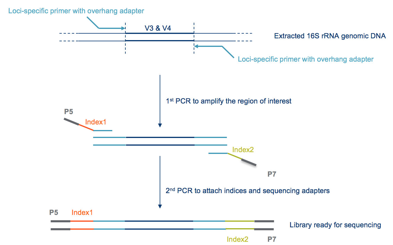 16S rRNA indexed primers amplify phylogenic markers for microbiome