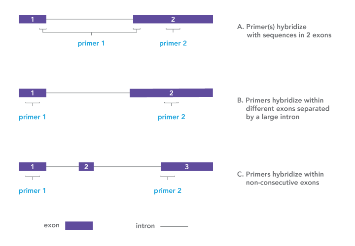 Use splice junctions to your advantage in qPCR