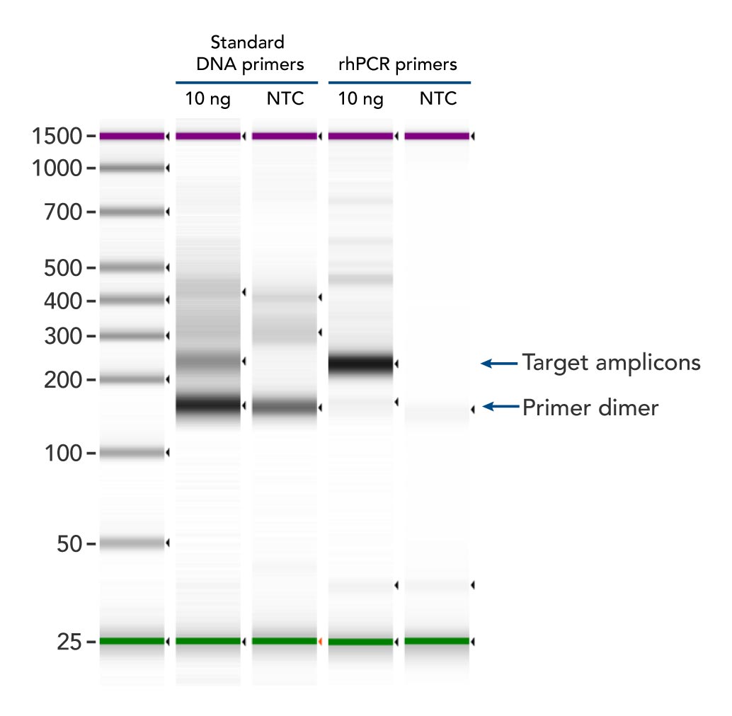Better PCR genotyping—obtain greater precision with RNase H2 activation
