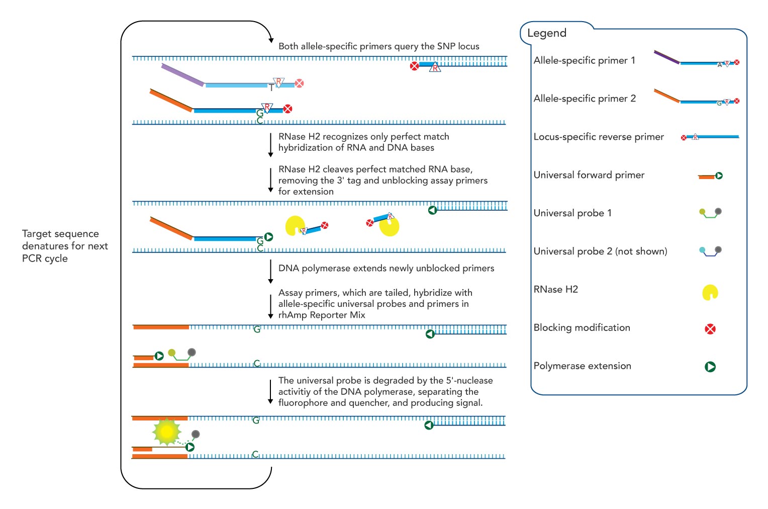 Better PCR genotyping—obtain greater precision with RNase H2 activation
