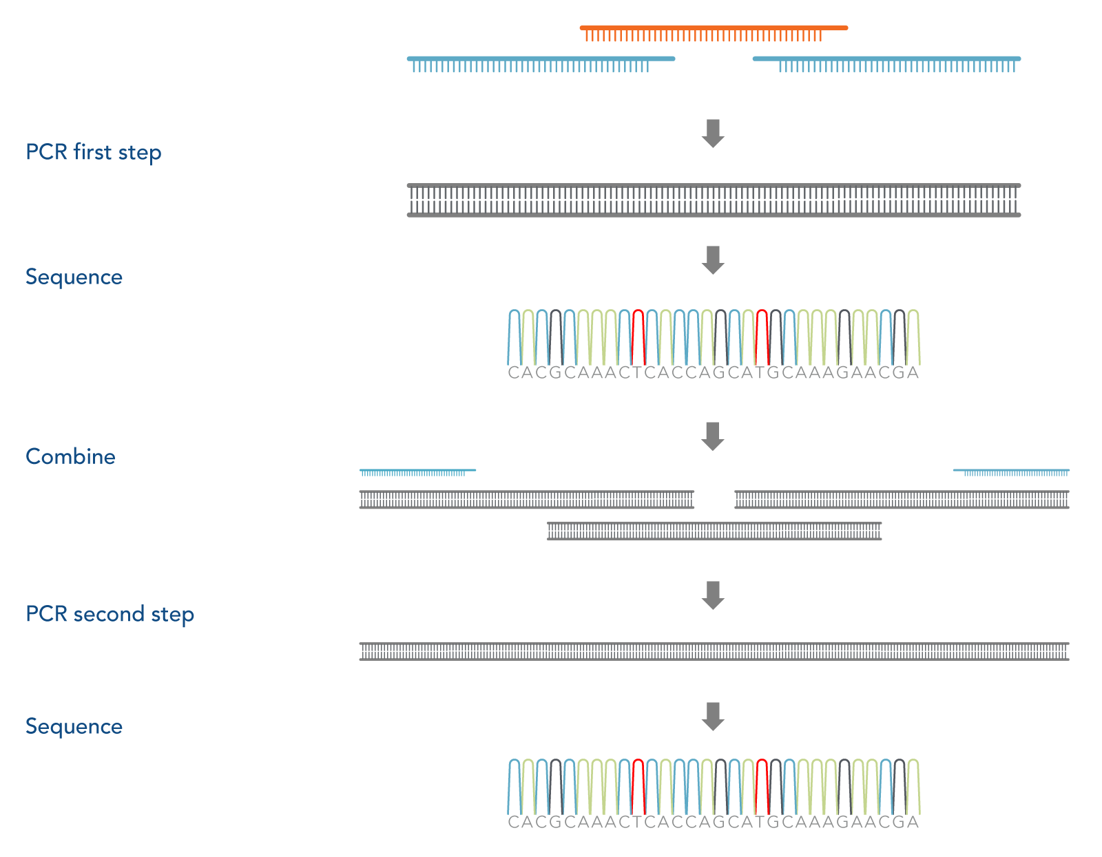 Cloning strategies, Part 1 Assembly PCR for novel gene synthesis