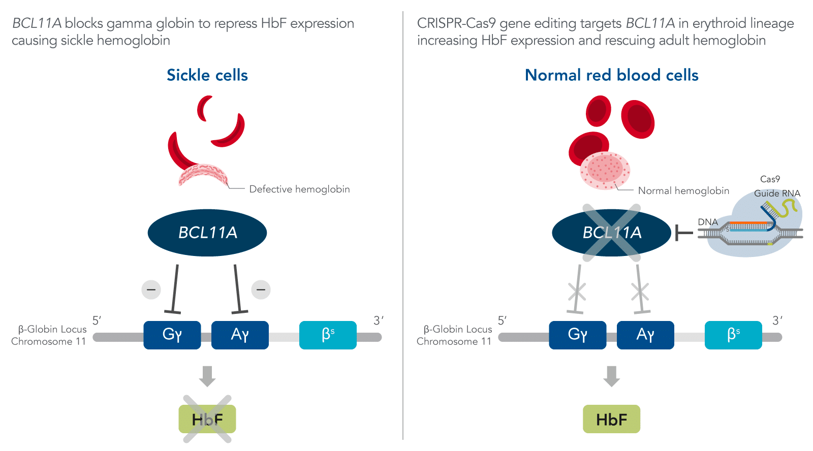 Figure1_FDA-approved CRISPR-Cas9 gene therapy for sickle cell disease