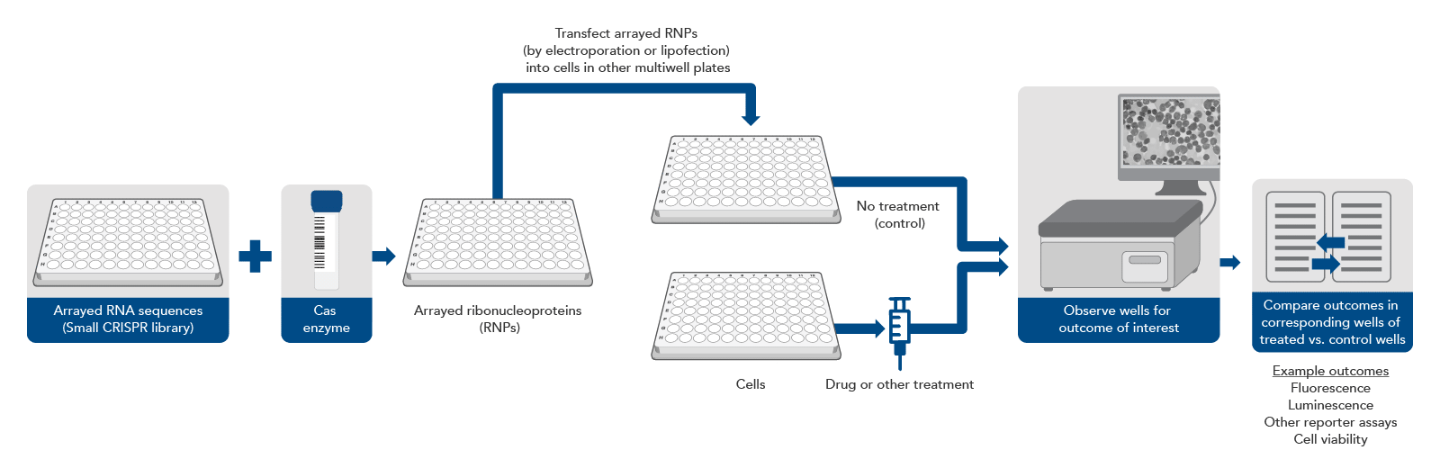 Arrayed CRISPR screening uses phenotypic changes to find genes involved in specific effects.