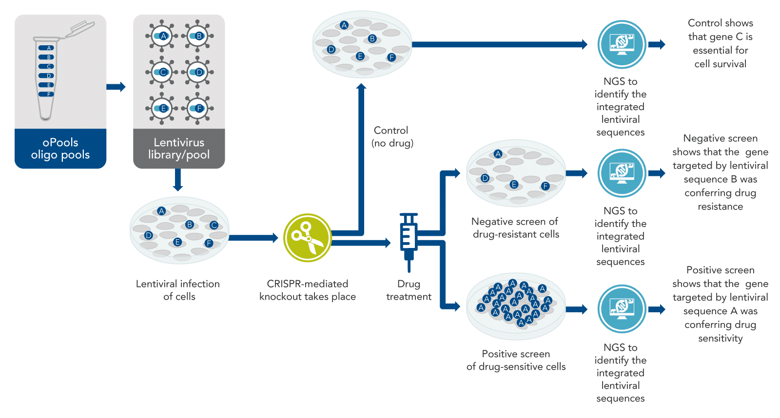 CRISPR screening using pooled oligos cloned into lentiviruses finds genes causing specific effects.