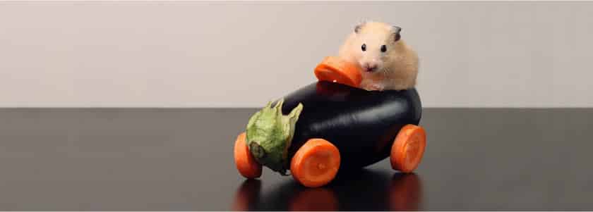 When CRISPR-edited, hamsters turn into angry, mutant hamsters