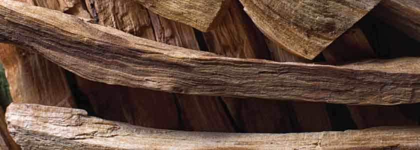 Investigating Latin America’s ‘holy wood’—the palo santo