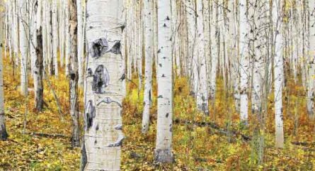Clonal colonies in the forest