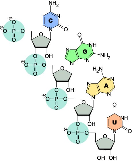 D-OLI11CC-2primehydroxyl-F1 CC_2PrimeHydroxyl