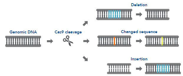 CRISPR-Cas9 gene knock-out