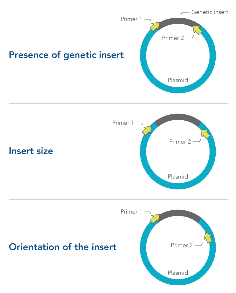 23_QP_Figure_Colony-PCR Primer design for colony PCR