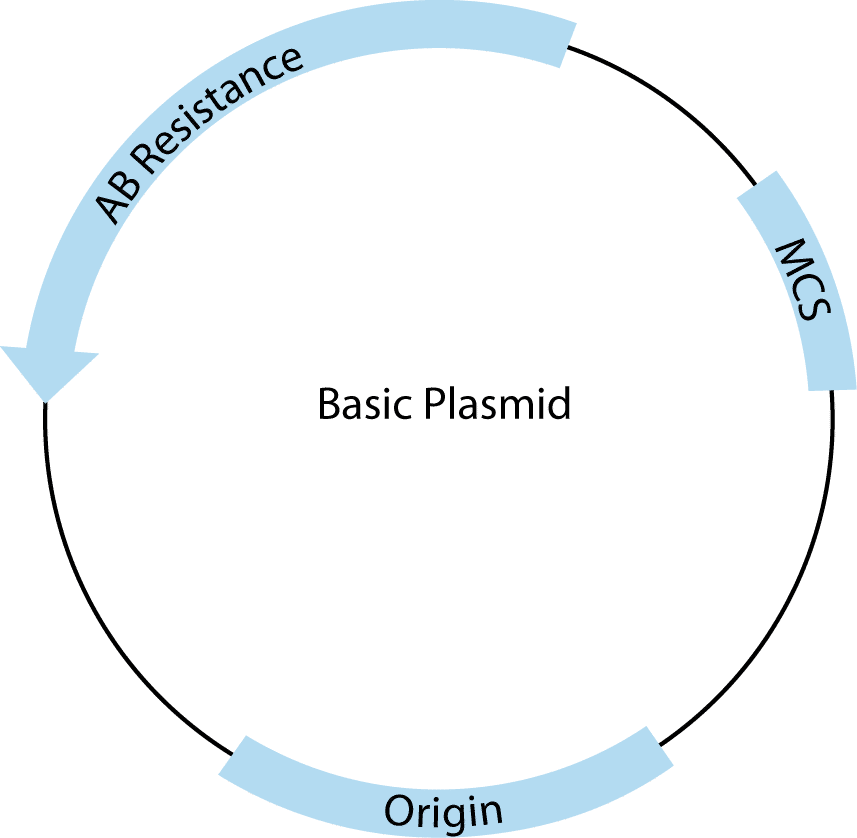 D-SB12LT-cohesiveends-F2 Plasmid Generic b