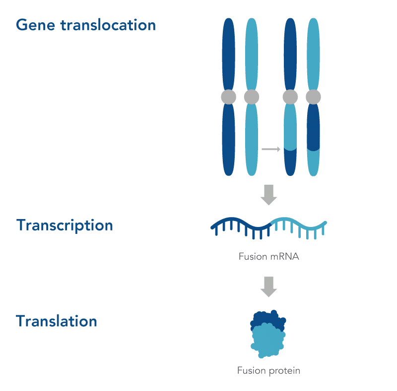 Gene fusion schematic Gene fusion events leading to a fusion protein.
