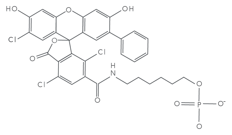 20_QP_Figures_DECODED_SUN_Fig 1 SUN fluorophore molecular structure