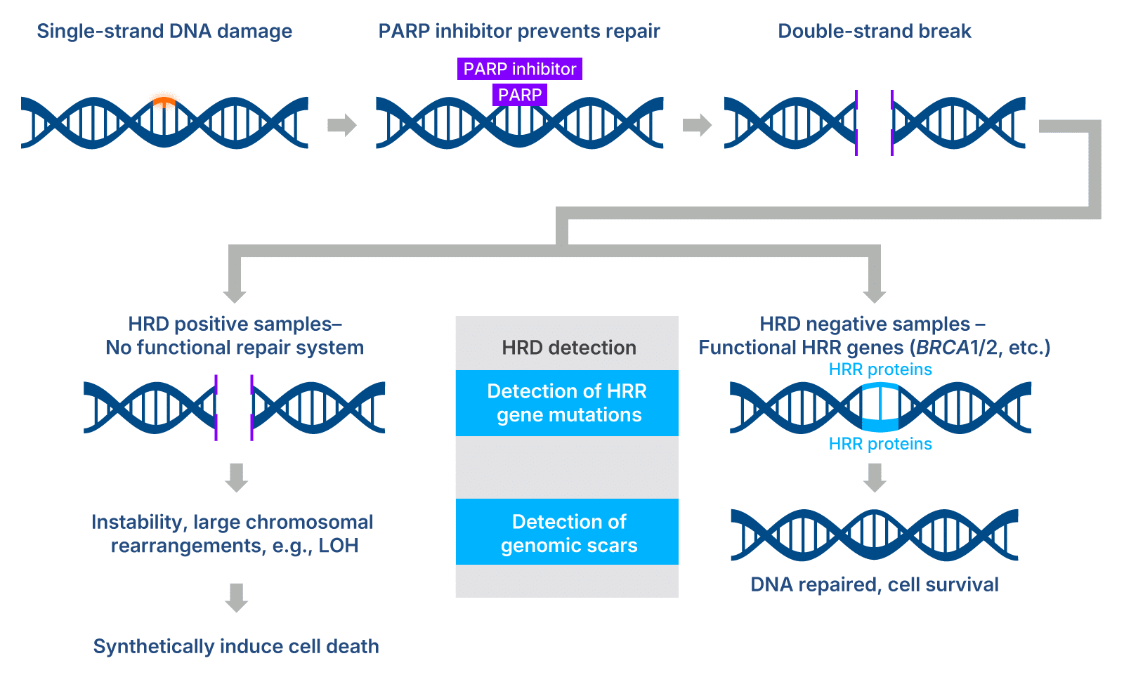 25_NG_Figures_DECODED_HRD-Genomic-Signature-Assessment