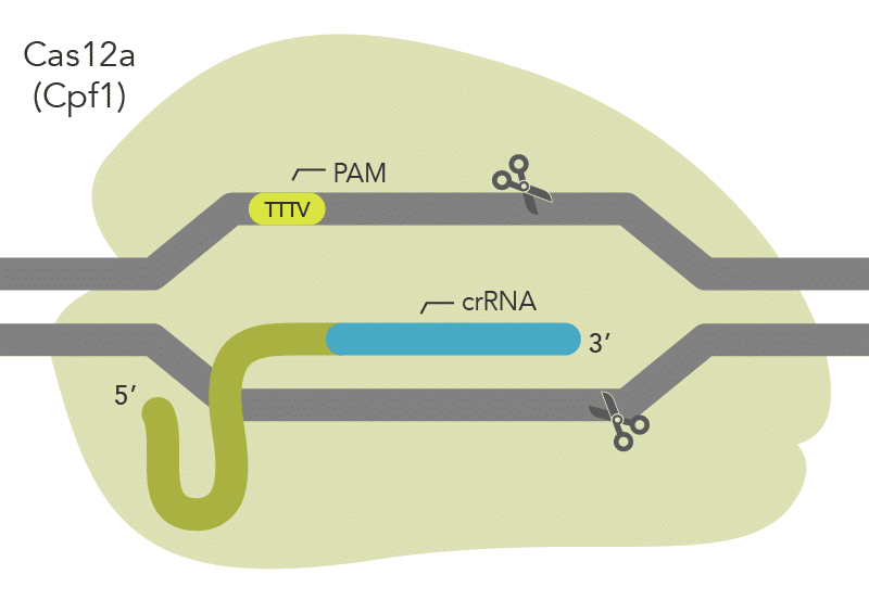 Components of a CRISPR-Cas12a system for directing Cas12a endonuclease to genomic targets.