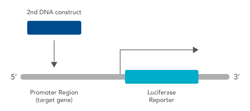 24_GF_Figure_DECODED_Luciferase