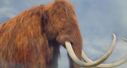 Dr. George Church's Woolly Mammoth Project