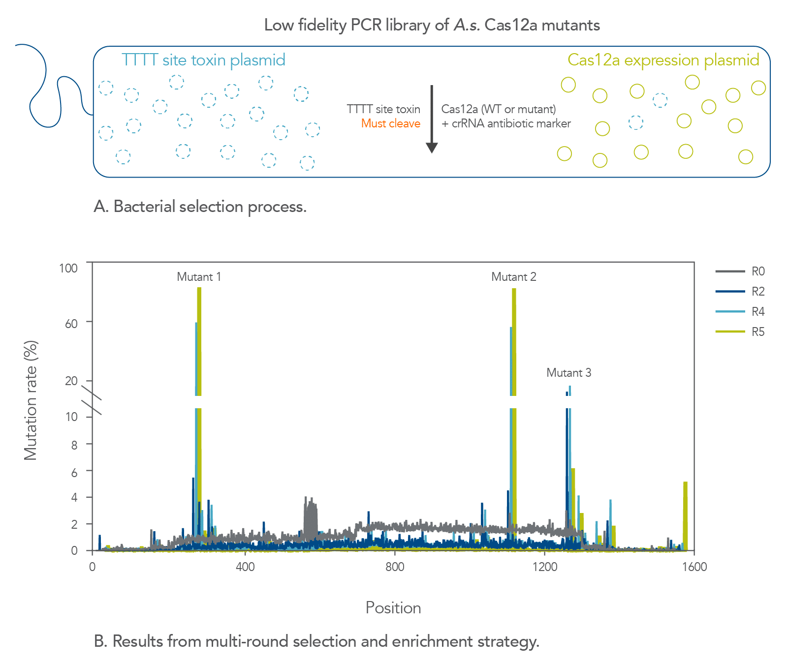 19_GE_FIGURES_DECODED Cas12a_Cpf1_Ultra-Fig1 Selection and enrichment strategy to increase cleavage efficiency of Cas12a