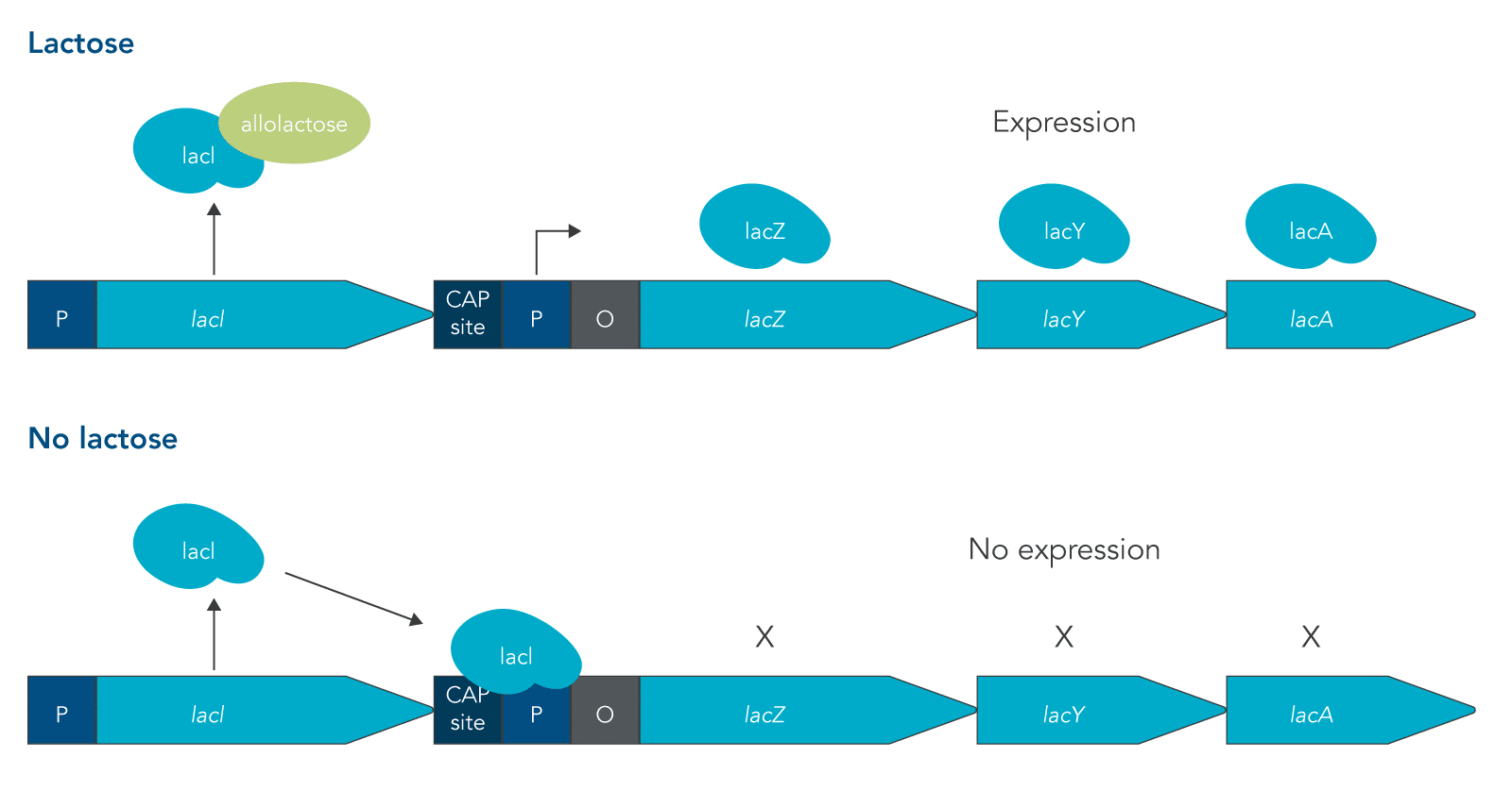 Simplified schematic of the lac operon