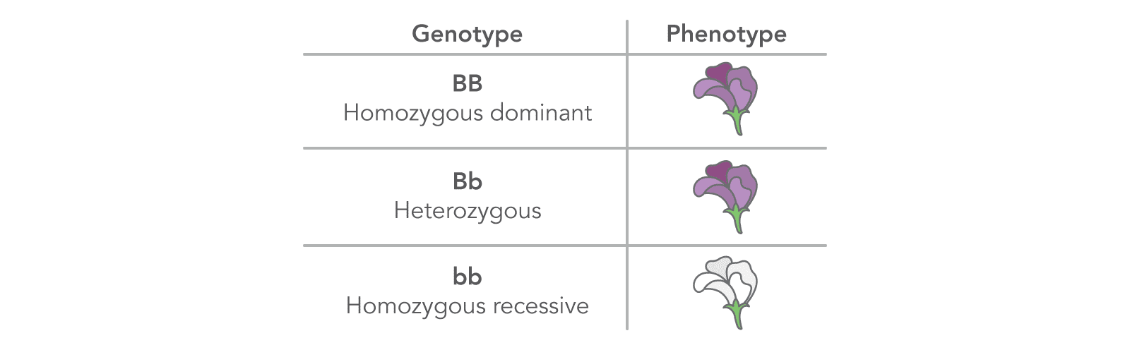 genoPheno Different genotypes can result in distinct phenotypes.