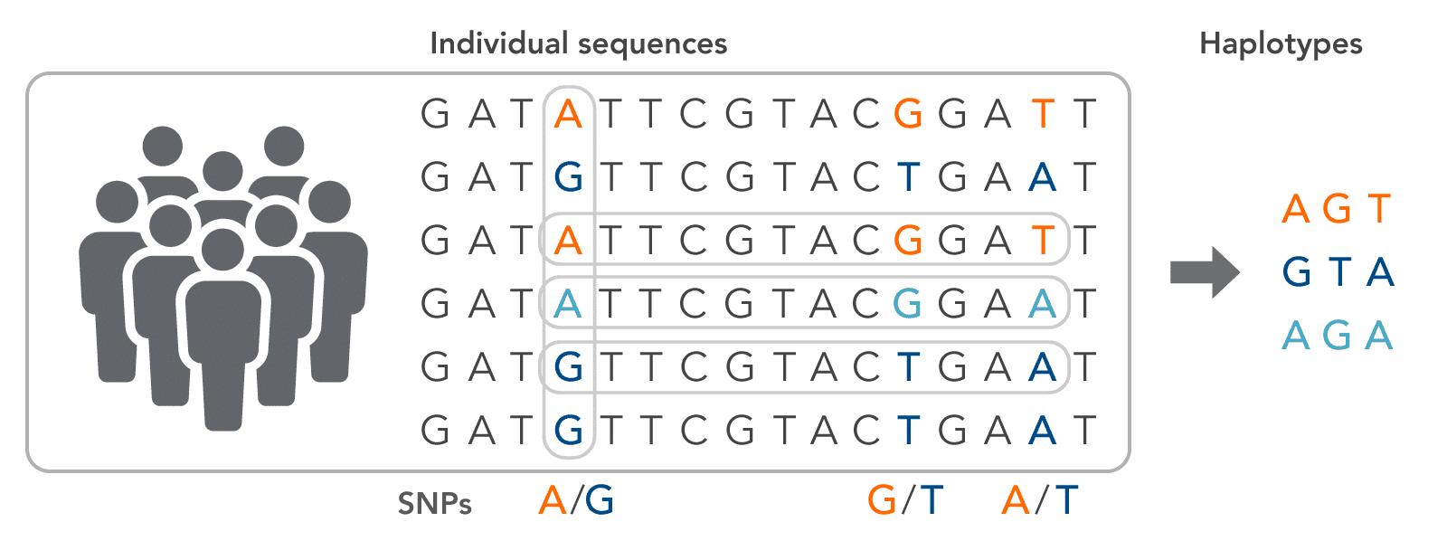 Haplotypes vs. SNP A haplotype is a series of adjacent SNPs in a genome.