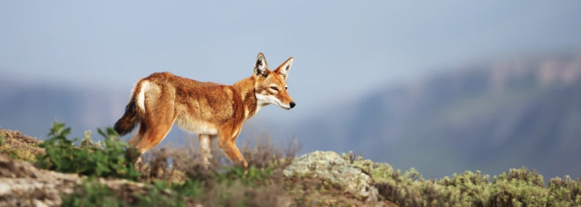 Genomics steps in to help preserve Africa’s rarest carnivore—the Ethiopian wolf