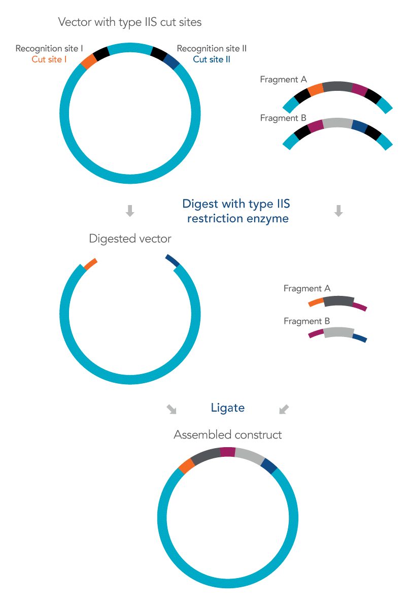 Overview of the Golden Gate cloning method