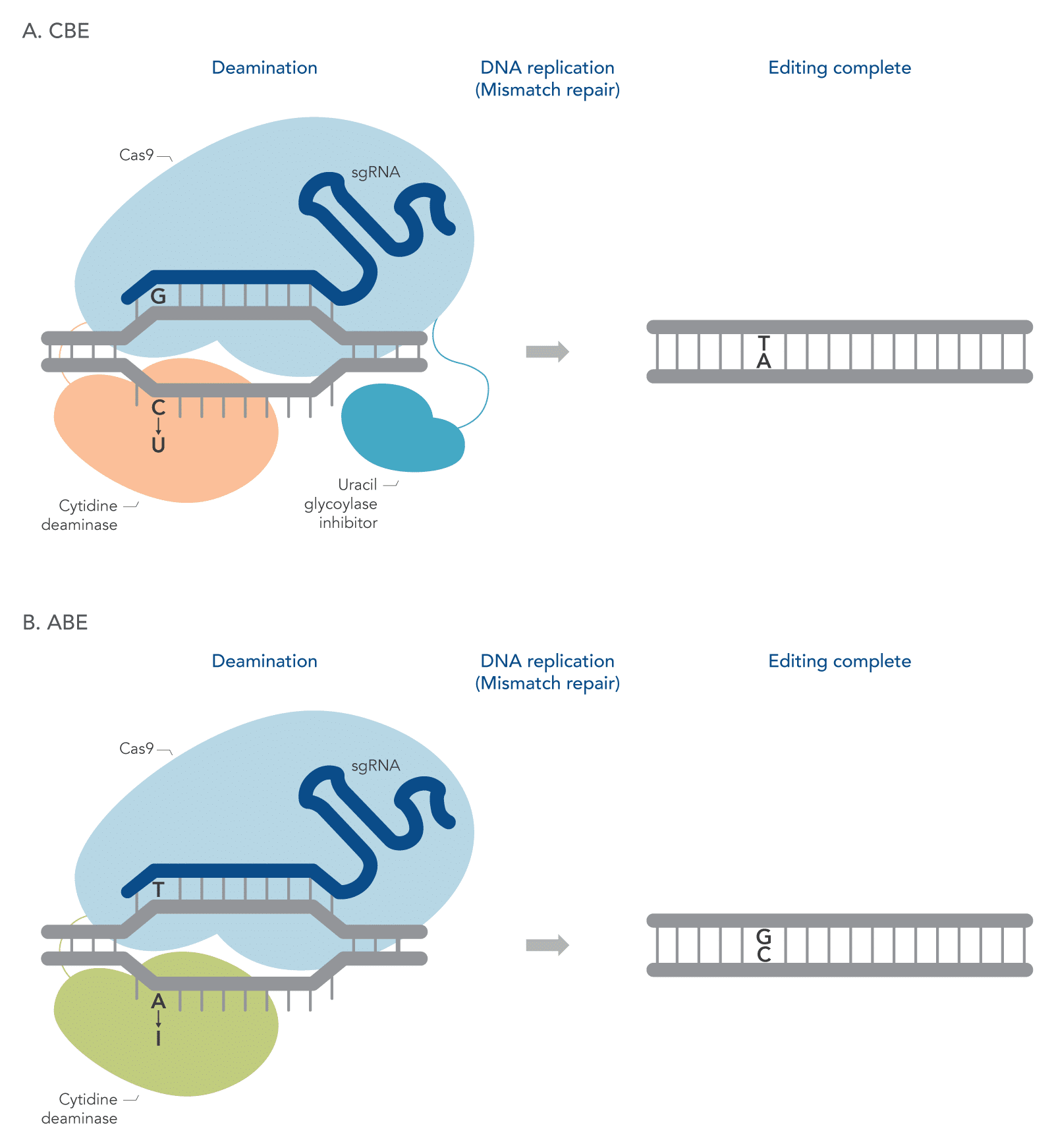 23_GE_Figure_DECODED_Single-Base-Editing-with-CRISPR Schematic showing a simplified view of how base editing works with modified Cas9 proteins