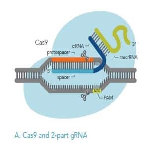 Figure 2A