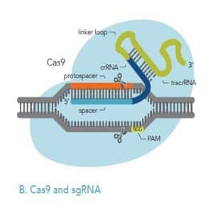 Figure 2B