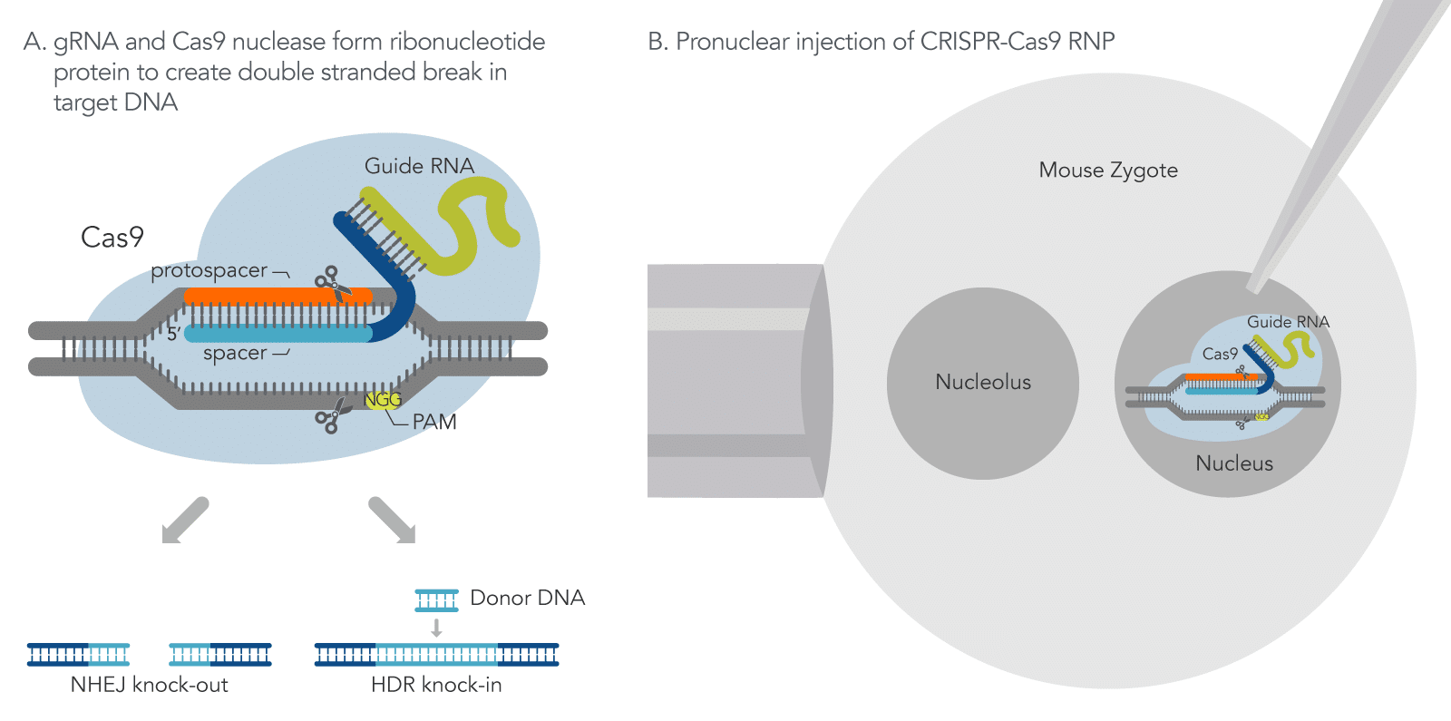 24_GE_Figure_DECODED_How-to-use-CRISPR-Cas9-technology-to-generate-mice-models-for-research 24_GE_Figure_DECODED_How-to-use-CRISPR-Cas9-technology-to-generate-mice-models-for-research