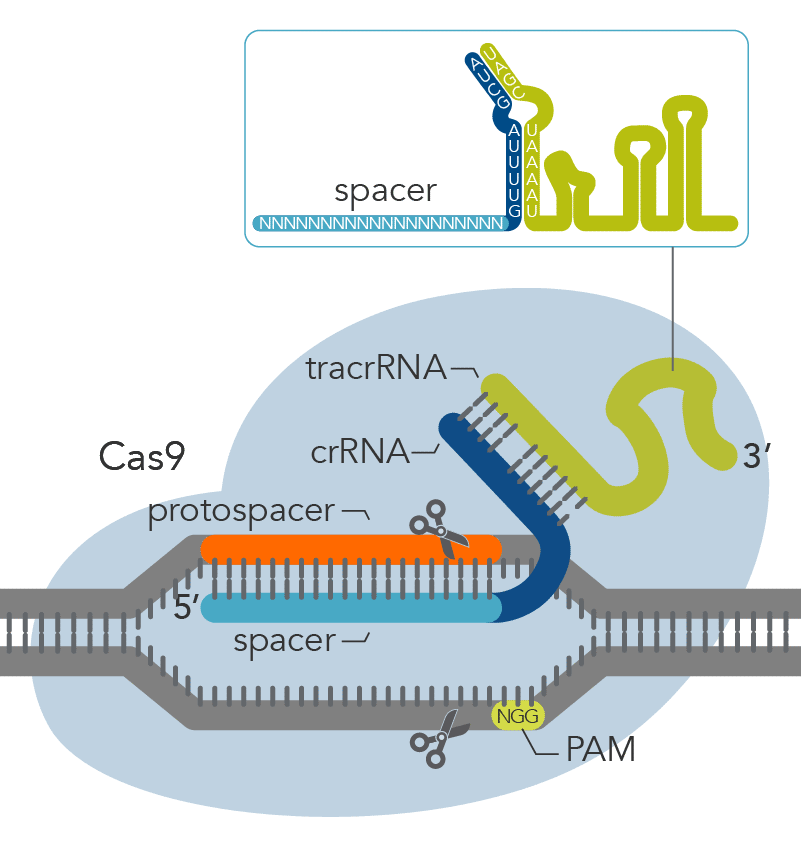 19_ge_cas9_detail_bases_800w Components of the Alt-R CRISPR-Cas9 System