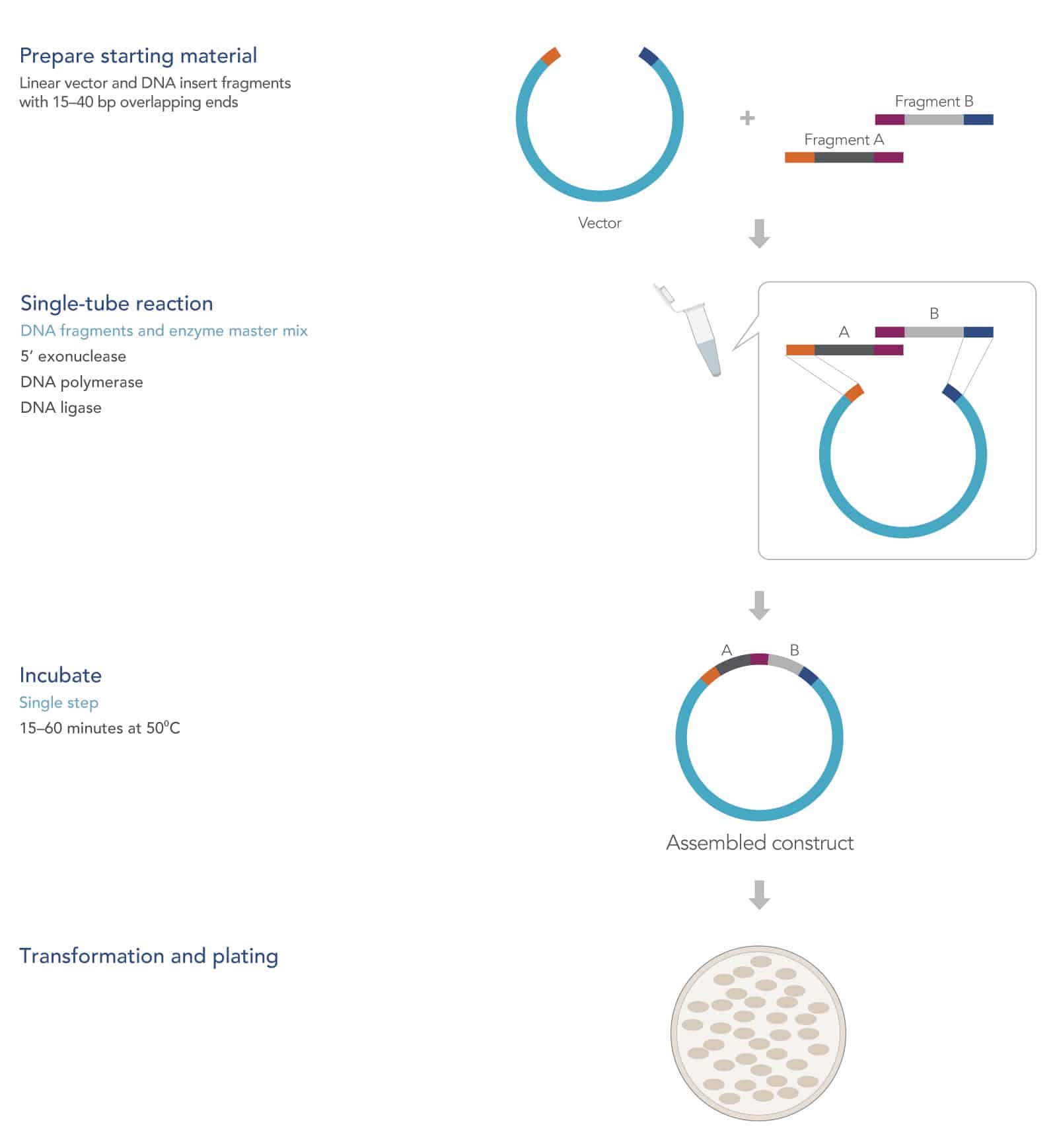 22_GF_Figures_Cloning Guide_An overview of the seamless cloning method An overview of the seamless cloning method