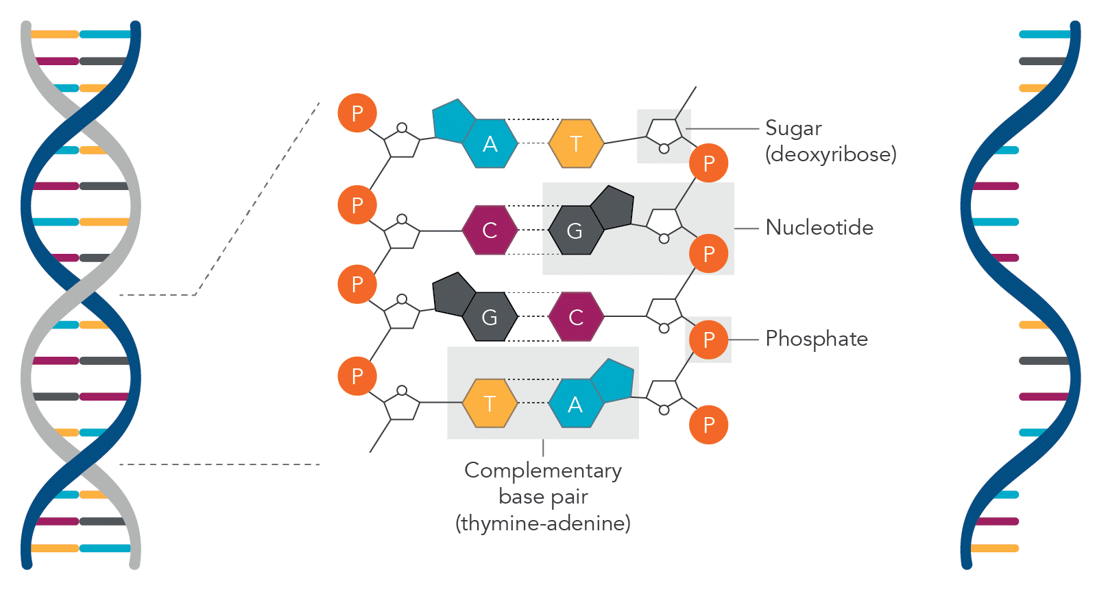 Structure of DNA and RNA molecules.