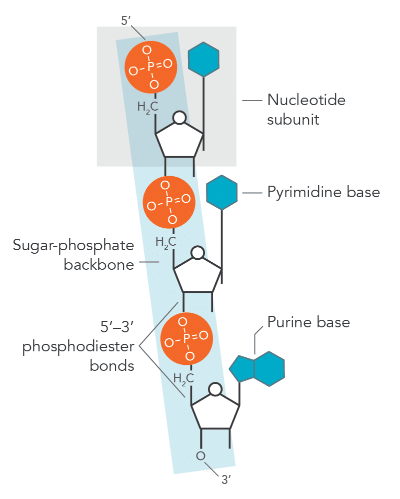 Figure 2. Phosphodiester bond. Phosphodiester bond