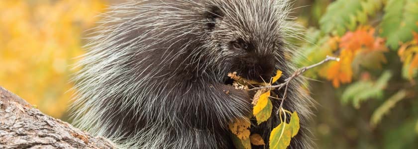 A million-species quest: DNA cataloging a nation's stunning biodiversity