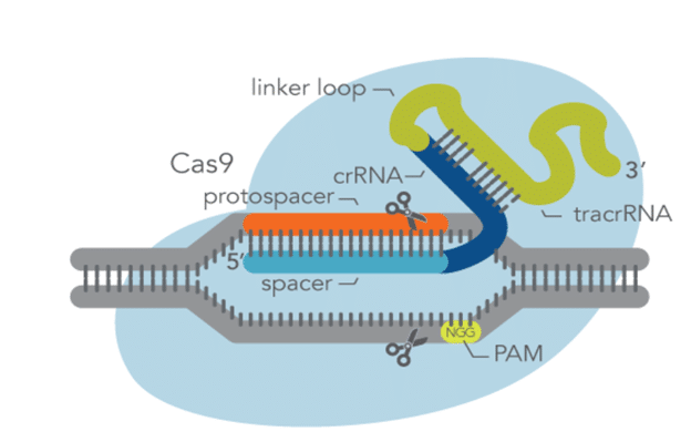 Cas9 editing with sgRNA