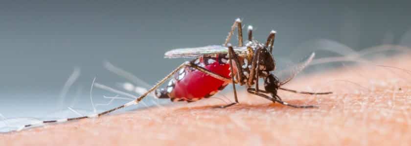 Origins of malaria: Was it Asia or Africa?