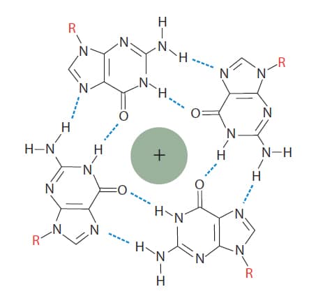 D-OLI13CC-Grepeats-F2