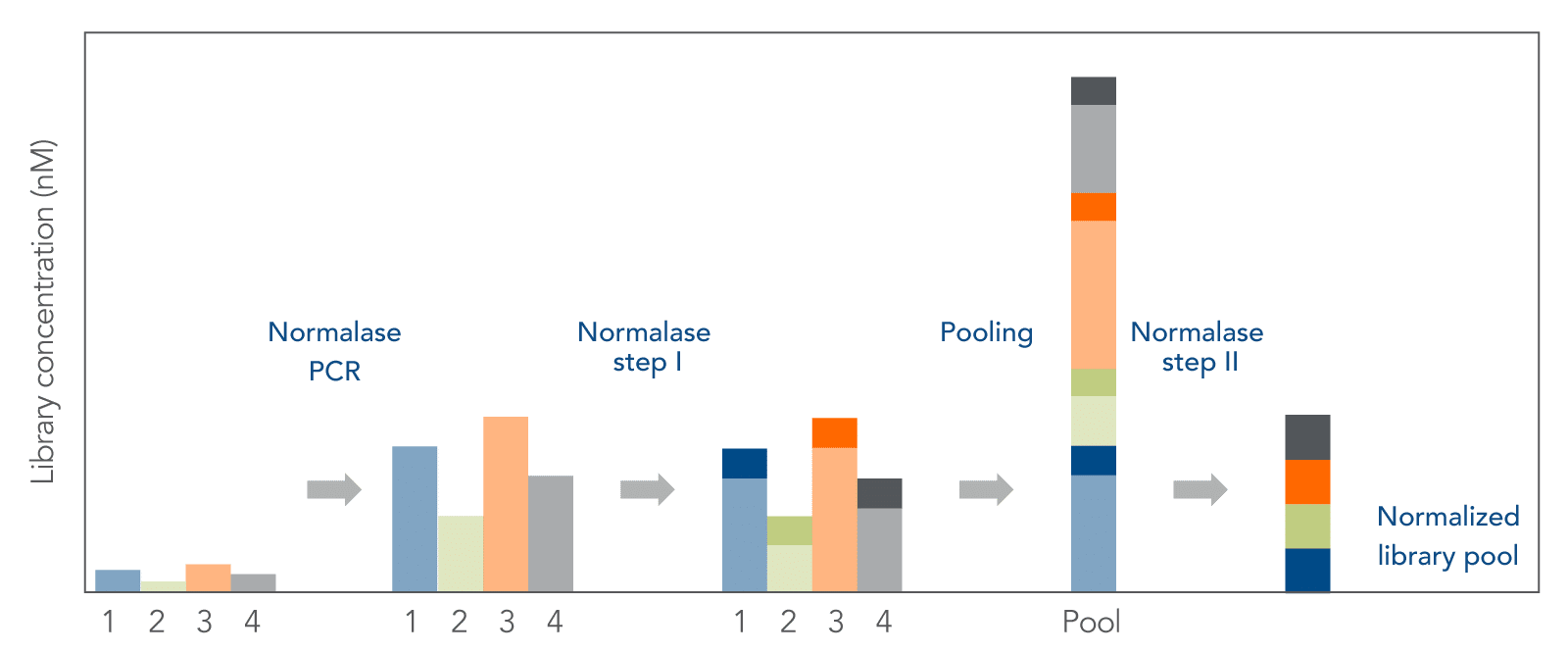21_NGS-xGen-Normalase-Module Normalase workflow showing a equally pooled library at the end