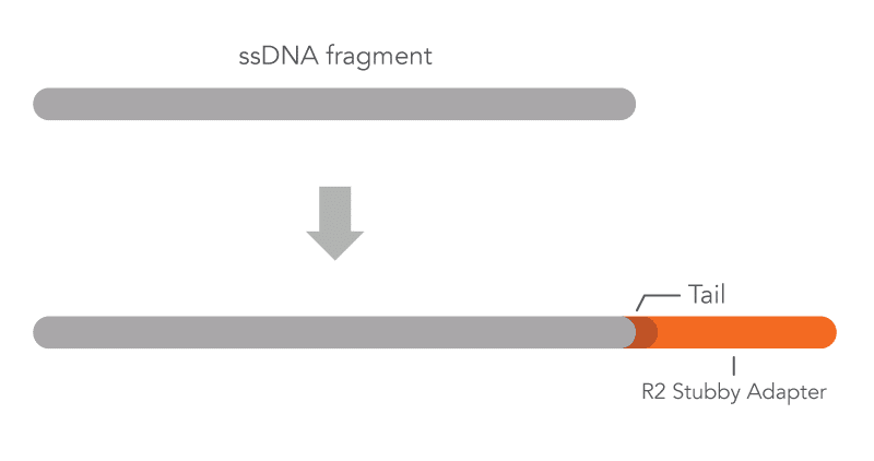 24_NG_Figures_DECODED_Adaptase-and-normalase-technology ssDNA fragment receives R2 stubby adapter