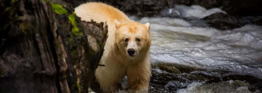 Genetic studies suggest Canada’s Kermode Spirit bear gene rarer than previously thought
