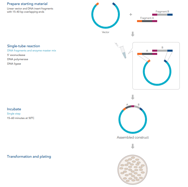 Overview of the seamless cloning method overview of the seamless cloning method