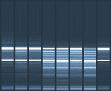 pt_gels2