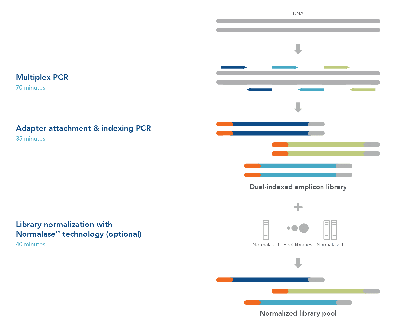 22_NG_Figures_xGen Monkeypox Virus Amplicon Panel workflow xGen Custom Amplicon Panel workflow
