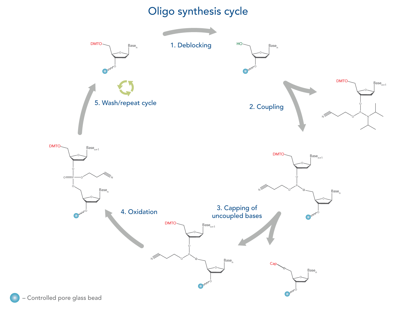 21_DR_Figure_Oligo-Synthesis Phosphoramidite oligo synthesis