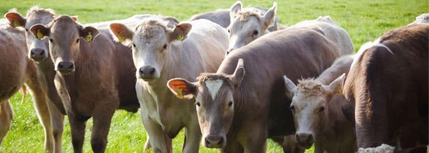 CRISPR produces a calf resistant to a major killer