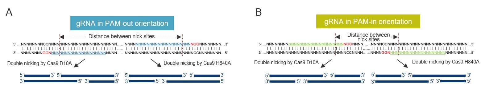 d-ge18lt-nickases-f1 PAM in vs PAM out orientation