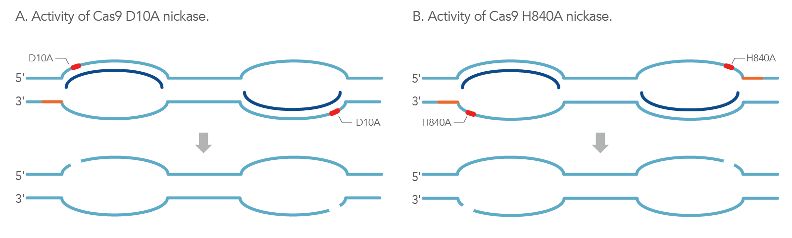 Schematic of DNA lesions generated by two nickases Schematic of DNA lesions generated by two nickases